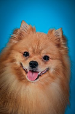 pomeranian köpek doğurmak