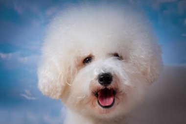 bichon frise köpek