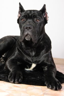 köpek doğurmak İtalyan cane corso