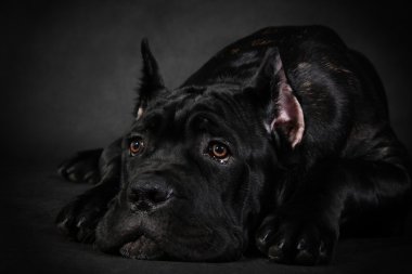 köpek doğurmak İtalyan cane corso