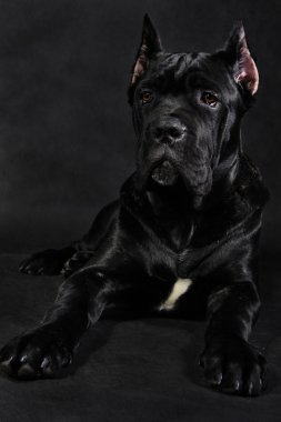 köpek doğurmak İtalyan cane corso