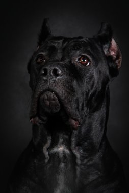 köpek doğurmak İtalyan cane corso