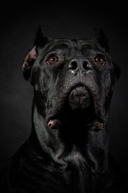 köpek doğurmak İtalyan cane corso