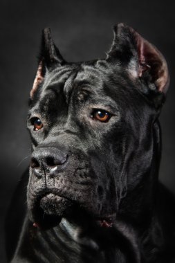 köpek doğurmak İtalyan cane corso