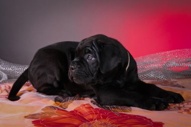 Cane Corso köpek yavrusu
