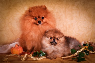 Alman spitz, pomeranian köpek doğurmak