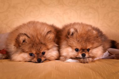 Alman spitz, pomeranian köpek doğurmak