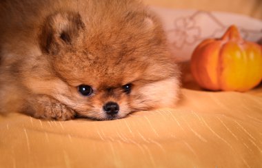 Alman spitz, pomeranian köpek doğurmak