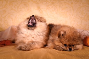 Alman spitz, pomeranian köpek doğurmak