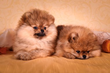 Alman spitz, pomeranian köpek doğurmak