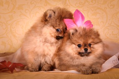 Alman spitz, pomeranian köpek doğurmak