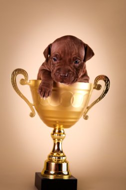 Parlak bir arka plan üzerinde çukur boğa köpek yavrusu