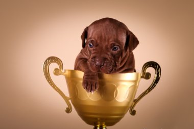 Parlak bir arka plan üzerinde çukur boğa köpek yavrusu