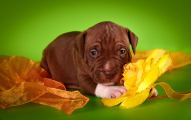 Pit bull puppy clipart
