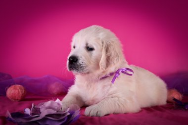 köpek ırkı golden retriever yavru