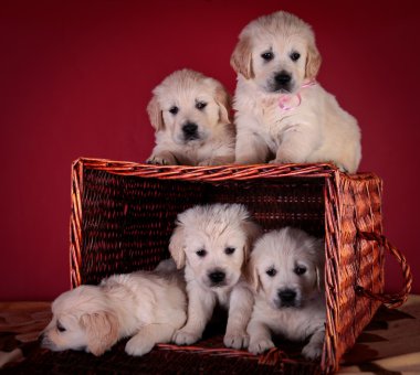köpek ırkı golden retriever yavru