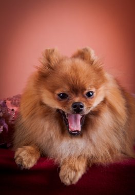 Alman spitz, pomeranian köpek doğurmak