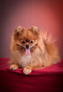 Alman spitz, pomeranian köpek doğurmak