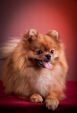 Alman spitz, pomeranian köpek doğurmak