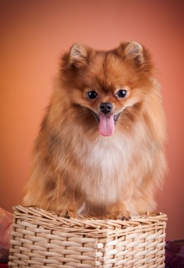 Alman spitz, pomeranian köpek doğurmak