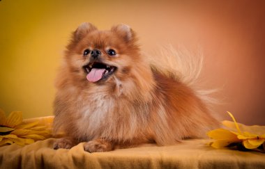 Alman spitz, pomeranian köpek doğurmak