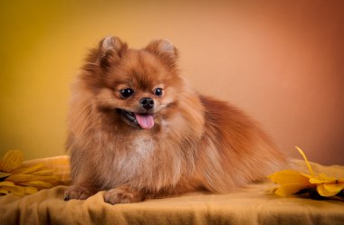 Alman spitz, pomeranian köpek doğurmak