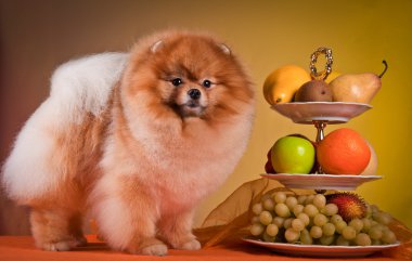 pomeranian köpek doğurmak