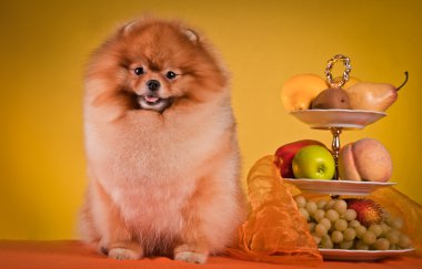 pomeranian köpek doğurmak