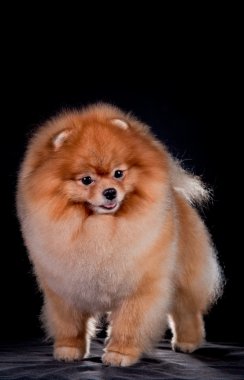 Alman spitz, pomeranian köpek doğurmak
