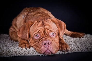 Dogue de Bordeaux siyah bir zemin üzerine