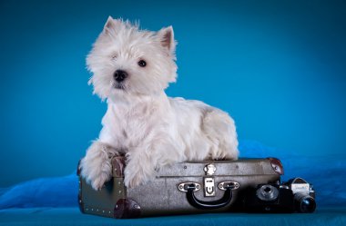 köpek doğurmak batı dağlık beyaz korkunç