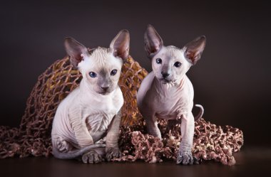 Sphynx kittenSphynx kedi yavrusu