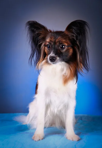 Papillon cão em um fundo colorido — Fotografia de Stock