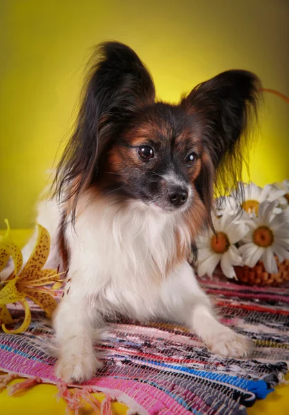 Papillon Hund auf farbigem Hintergrund — Stockfoto