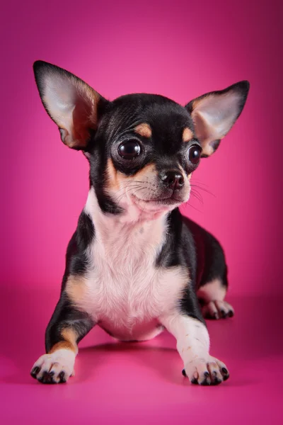 Chihuahua dog on a color background — Stock Photo, Image