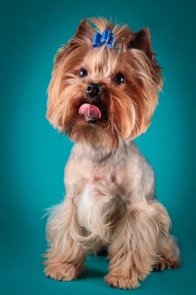 Pies z Yorkshire Terrier — Zdjęcie stockowe