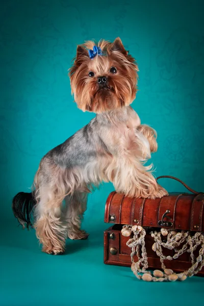 Yorkshire Terrier cão — Fotografia de Stock