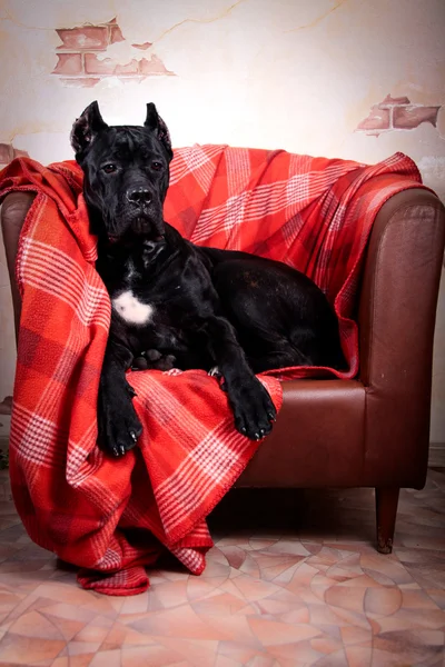 Italian Cane Corso in the chair — Stock Photo, Image