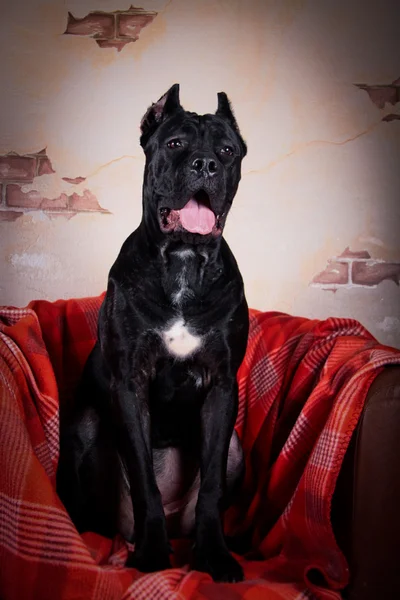 Italian Cane Corso in the chair — Stock Photo, Image