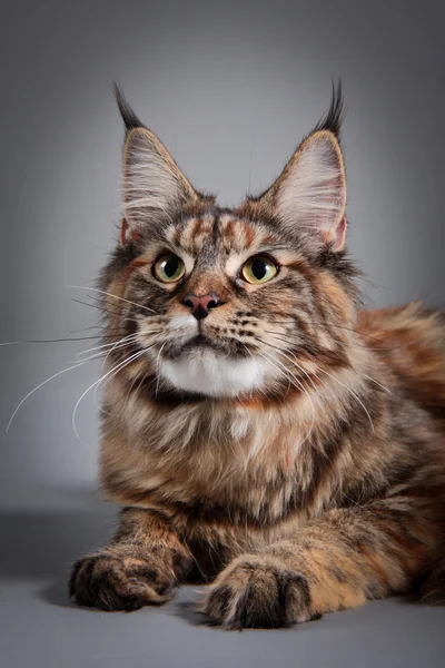 Maine coon katt på en färgad bakgrund — Stockfoto