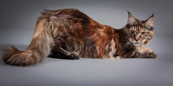 메인 coon 고양이 컬러 배경 — 스톡 사진