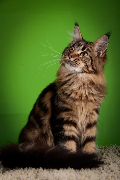 Maine coon kat op een gekleurde achtergrond — Stockfoto