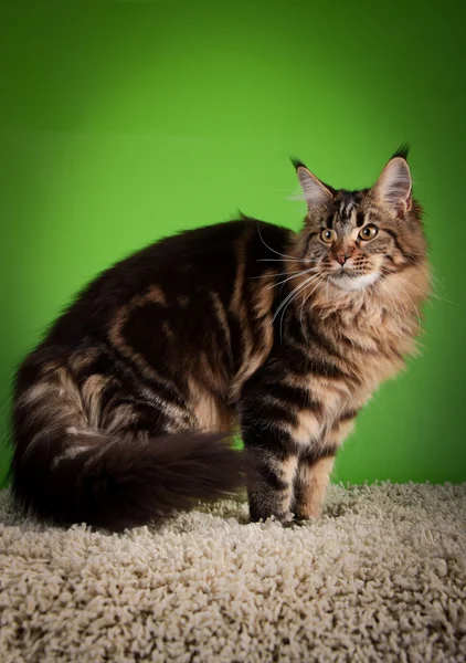 Maine coon cat on a colored background — Stock Photo, Image