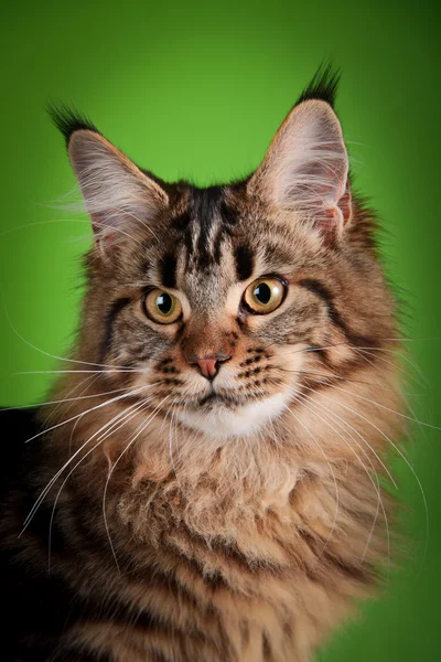 Maine coon kat op een gekleurde achtergrond — Stockfoto