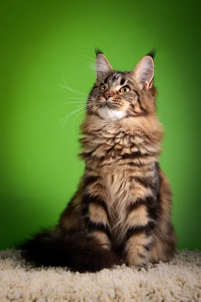 Maine coon kedi renkli bir arka plan üzerinde
