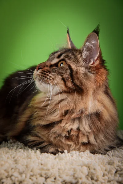 Maine coon cat pada latar belakang berwarna — Stok Foto