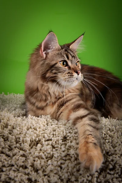 Maine Coon Kitten — Stock fotografie