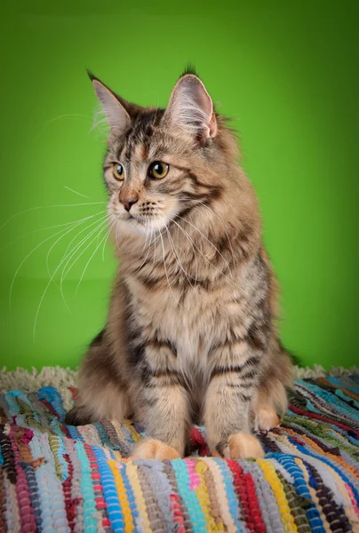 Kociak maine coon — Zdjęcie stockowe