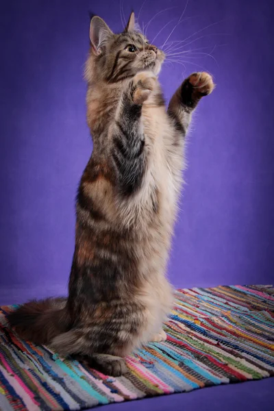 Maine chaton coon — Photo