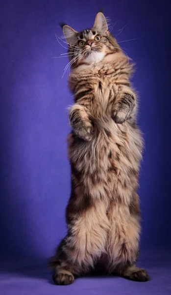 Kociak maine coon — Zdjęcie stockowe